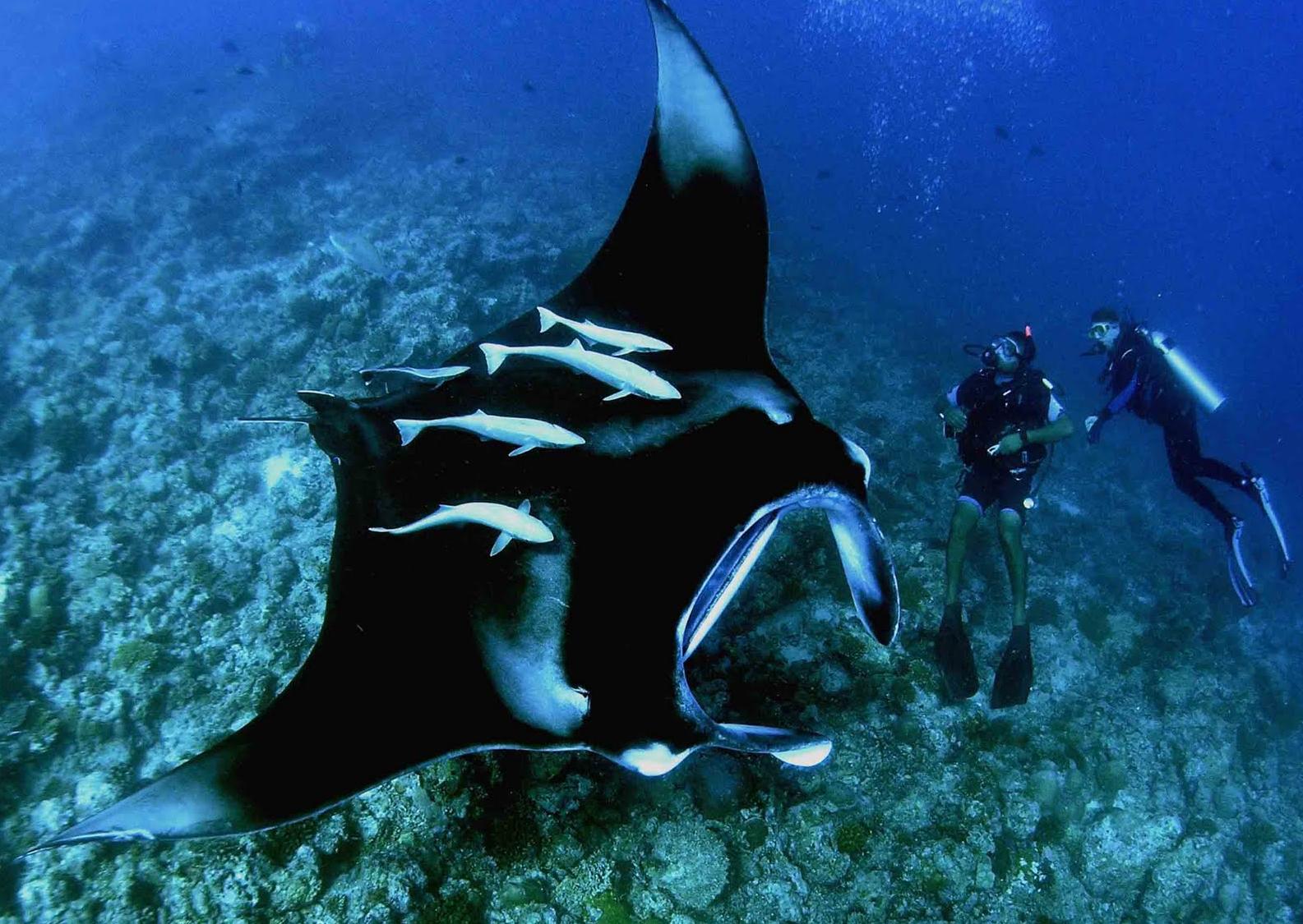 Διεθνής συμφωνία για την προστασία του διαβολόψαρου και πέντε ειδών καρχαρία